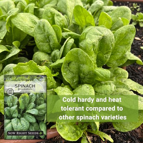 Sow Right Seeds - Bloomsdale Spinach Seeds for Planting - Non-GMO Heirloom Packet with Instructions to Plant and Grow an Outdoor Home Vegetable Garden - Vigorous Leafy Green - Super Nutritious (1) - Image 5