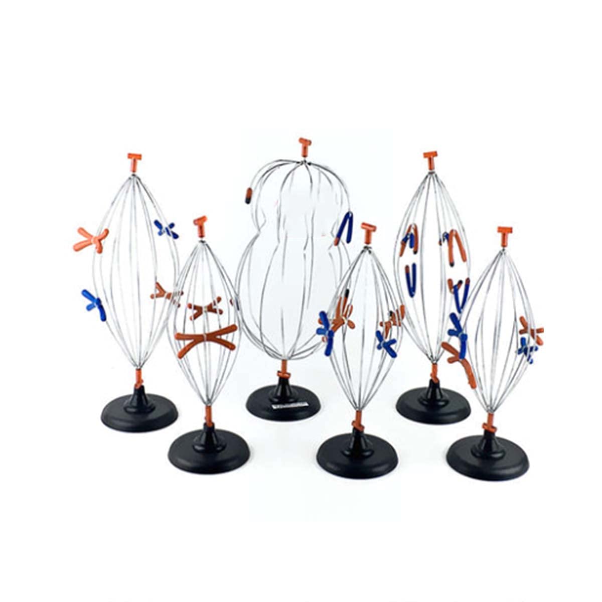 Buy Animal Cell Mitosis Model, Medical Science Anatomy Cell Meiosis