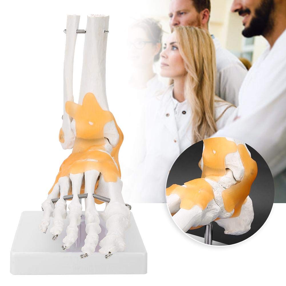 Yctze Modèle Anatomique de Joint de Pied de modèle de Pied, modèle Anatomique commun commun de Cheville de Pied de Ligament de Squelette Humain Adulte