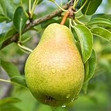 Large Two Pack of Bartlett Pear Trees - Live Fruit Plants Shipped 4 to 5 Feet Tall by DAS Farms