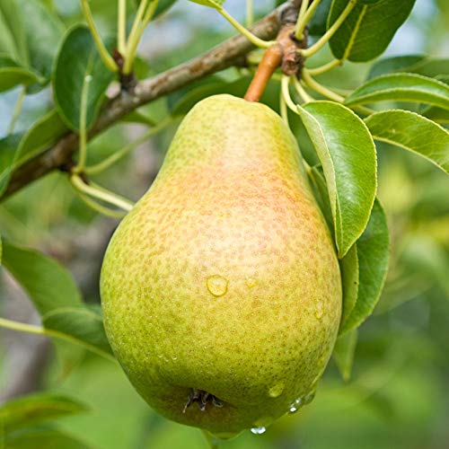 Large Two Pack of Bartlett Pear Trees - Live Fruit Plants Shipped 4 to 5 Feet Tall by DAS Farms