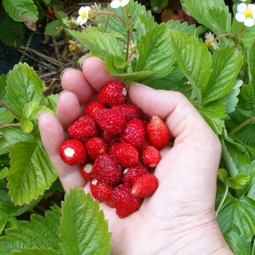 FUN AND GROW SEEDS: Seeds Alpine Strawberry Alexandria Non GMO Heirloom Everbearing