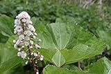 WASSERPFLANZEN WOLFF ~ Petasites hybridus -...