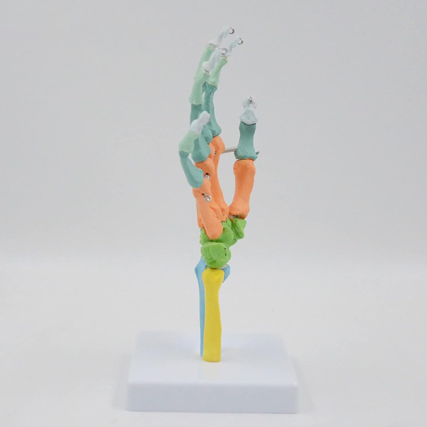 Modelo de Esqueleto anatómico de Mano, anatomía Humana Coloreada con Base para Estudio, exhibición, enseñanza, Modelo anatómico.