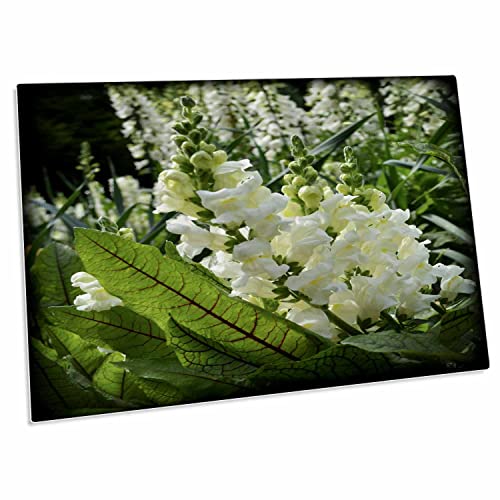 3dRose Snapdragon Beauty Pad para Escritorio 23x16 pulgadas