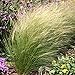 Produktbild Mexikanische Feder Grasses Grass - 1000 Samen