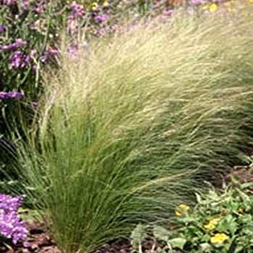 Preisvergleich Produktbild Mexikanische Feder Grasses Grass - 1000 Samen