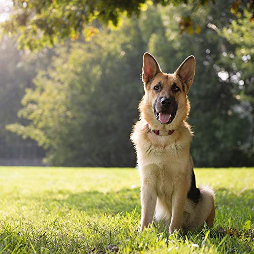 Hyaloral für große und große Hunde 360 Comp | Nahrungsergänzungsmittel für Hüftschmerzen, Gelenke und Kartylagen | Vitaminische Ergänzung zur Stärkung von Sehnen und Bändern