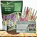 Outsidepride Foxglove Mix - 5000 Seeds