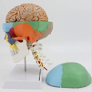 Scientific Research Human Skull Model Human Skull with Cervical Vertebra Anatomical Model with 7 Cervical Vertebrae Nerve and Artery Anatomy/Human Organ Model