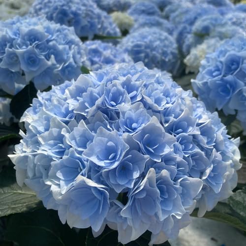 紫陽花さま専用 楽天市場】【花芽あり・現品発送】アジサイ(紫陽花・あじさい