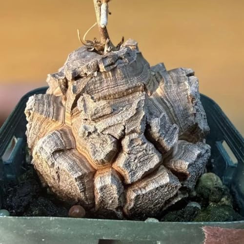 観葉植物 アフリカ亀甲竜」の人気商品一覧 | 安い商品を通販サイトから