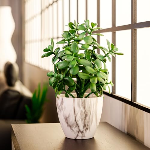 La Mejor Selección de Planta jade los 7 más buscados. 21 Imagen adicional