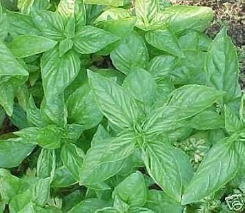 Basil Sweet Genovese Great Garden Herb By Seed Kingdom Bulk 30,000 Seeds