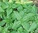 Basil Sweet Genovese Great Garden Herb By Seed Kingdom 1,200 Seeds