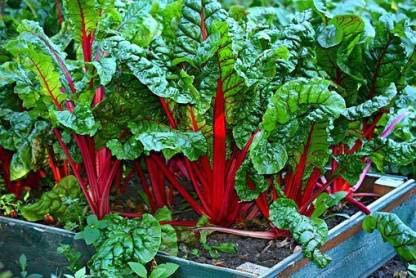 SWISS CHARD IMPORTED RED SEEDS (20 seeds) (B09KHBV77H) Amazon Price History, Amazon Price Tracker