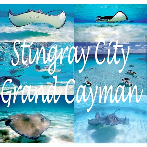 Imán rectangular CafePress Stingray City Grand Cayman miniatura 2