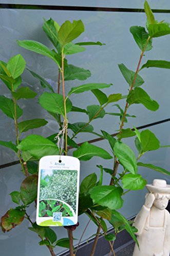 Apfelbeere Aronia melanocarpa Viking 40-60 cm hoch im 3 Liter Pflanzcontainer