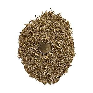 Vier Seizoenen Gazon Met Laag Gras Voor Buiten Schaduwtolerante Gazonzaden Voor Parkvergroening En Bodemconsolidatie…