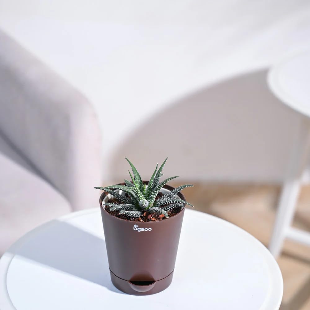 UGAOO Haworthia Fasciata Succulent Live Plant with Pot-image-48