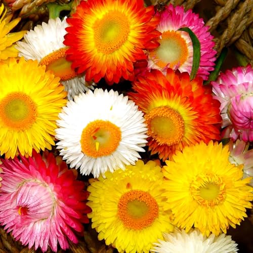 Helichrysum Flower Seeds 250+ Seeds for Planting Non-GMO Strawflowers Italian Everlasting Paper Daisy