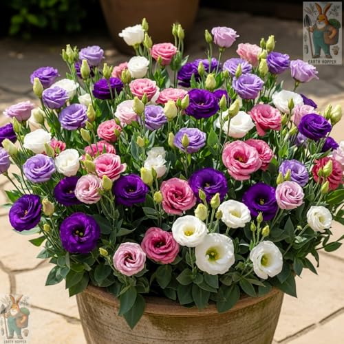 Image of 50+ SEEDS Lisianthus Flower Mix Colors Seed Pack, Easy Care & Fragrant & Air Purifying for Indoor & Outdoor Gardening.
