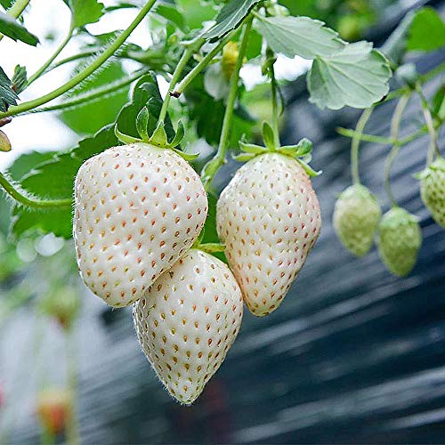 Everbearing White Strawberry Seeds 200PCS Non-GMO Grow in Pot Everbearing White Strawberry Seeds 200PCS Non-GMO Grow in Pot