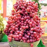 semillas decorativas de uva, uva, para lugares soleados ción de uvas resistentes de balcón columnares resistentes 250pcs