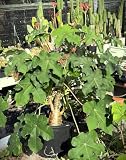 Jatropha, Buddha Belly - 3" Starter Pot - Jatropha Podagrica - Grows Caudex!