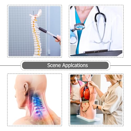 Modèle d'enseignement colonne cervicale humaine en PVC pour formation médicale - 7