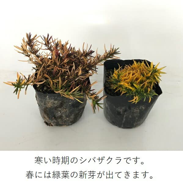 芝桜 根付き苗 青(濃) 90株 芝桜 根付き苗 青(濃) 90株 芝桜 根付き苗 青(濃) 90株 芝桜 根付き苗 青(濃) 90株