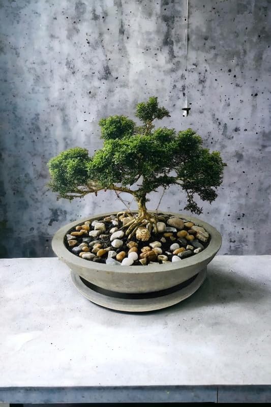 Indian banyan bonsai tree live plant,7 Years old Bonsai Pack of 2 Without pot