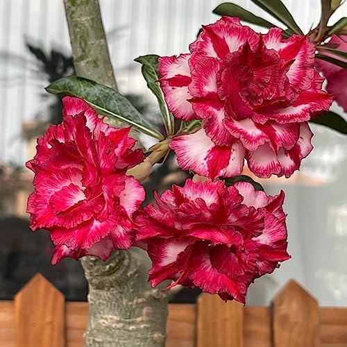 Wüstenrose Knollen Winterhart - Exotische Blütenpracht Mehrjährig