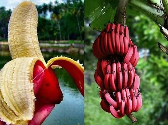 Chakla Special Hybrid Long Size Seed Less Sweet Red Banana Plant, Hight 1.5-2 Feet, Pack of 1 Healthy Plant, Packing Quality High Secure. (B0CCBKH9SM) Amazon Price History, Amazon Price Tracker