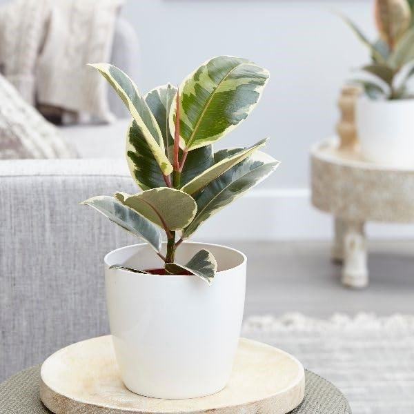 Rubber Live Plant Indoors (Ficus Tineke Rubber Plant – Variegated Indoor Houseplant – White-Green Foliage (Pack of 1))-picture-38