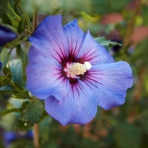 CSNCH 15 Seeds Of Rose Of Sharron- Light Purple W/Red Center