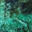 Green Camo