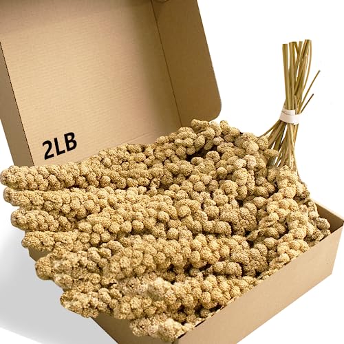 Jmxu's Spray Millet Treat for Birds Parakeets, Natural Sun-Dried Birds Millet for Cockatiel, Budgie, Finches, Parrots, Hamster (2 Pounds)