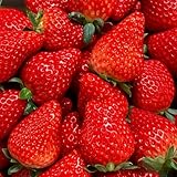 2000 Cream Strawberry Seeds - Richly Sweet & Tender Texture, High-Yield Potted Fruit for Home Gardens, Shade-Tolerant & Fruit-Bearing Year-Round
