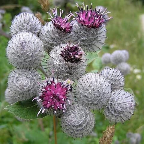 Plant World Seeds - Arctium Lappa - Burdock Seeds (Annual/Perennial Flower Seeds) Cover
