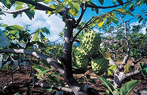 Moccurod 10 Custard Apple Seeds (Annona Squamosa) Tropical Fruits #TOP4