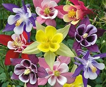 Columbine MCKANA MIX 2 Bare root,Aquilegia perennial, Deer, Squirrel and Rabbit Resistant