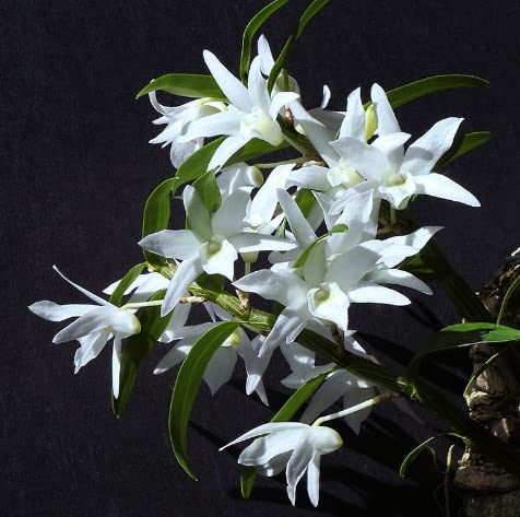 Rare & Imported Orchid || Dendrobium Moliniforme SP-picture-13