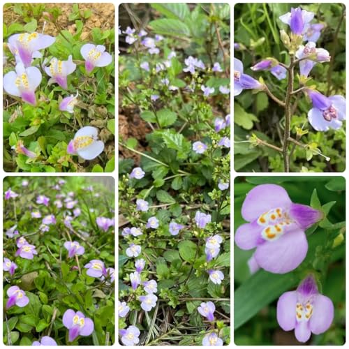 Semillas de Mazus reptans de jardín para lugares soleados labio boca resistentes en macetas elevadas jardín rocas Decoraciones al aire libre: silvestres 400pcs