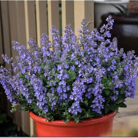 50+ Blue Catmint Flower Seeds Mussins Nepeta Racemosa Flower Cover
