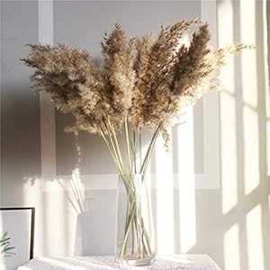 10 stuks Droge Installaties Pampagras Natural Phragmites Communis Wedding Flower Bunch Color Gedroogd Bloemboeket (Color…