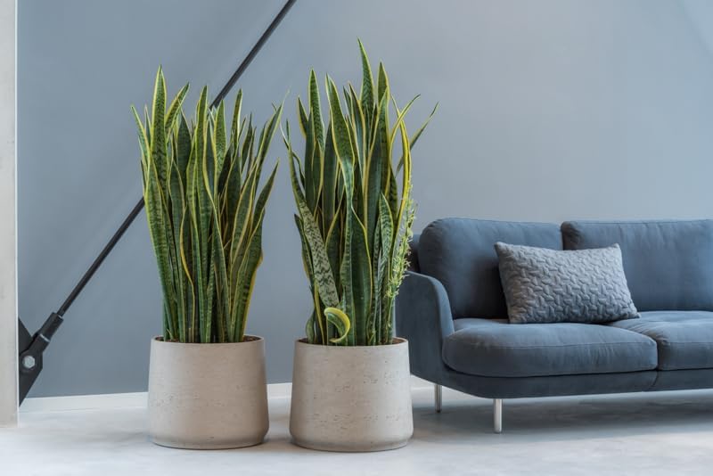 Miniatura 5 de Maceta pequeña gris de 7 pulgadas de alto x 8 pulgadas, maceta gris lavada para interiores y exteriores Pottery Pots