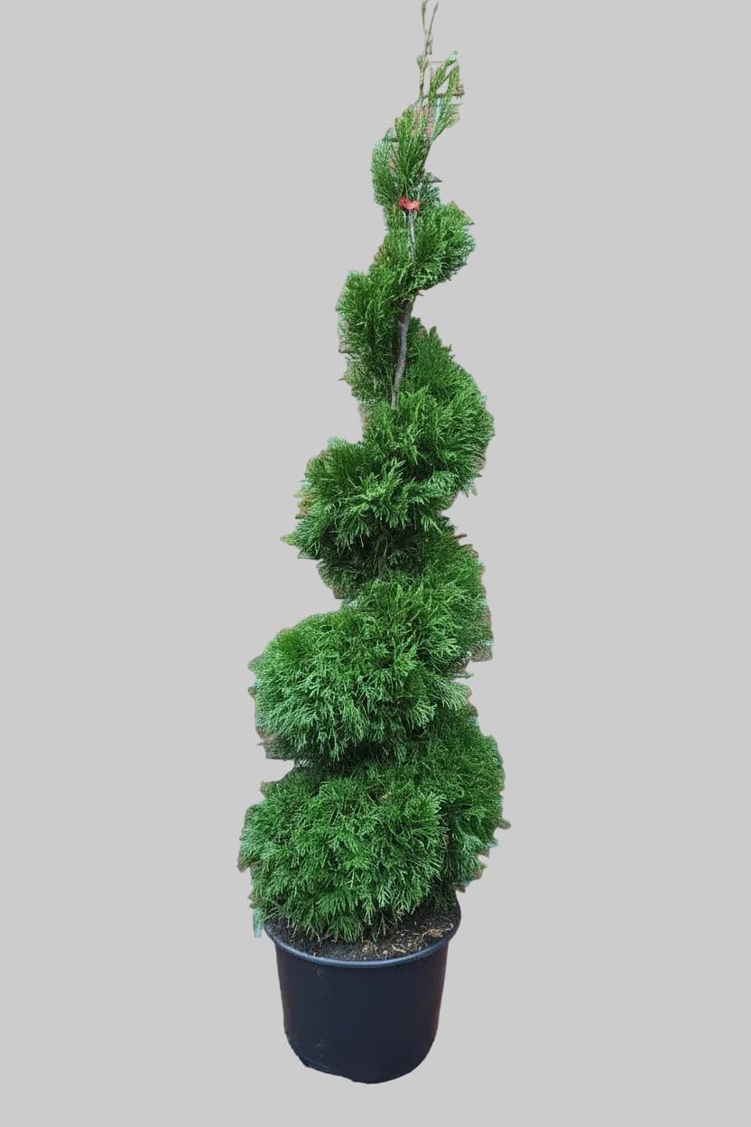 Thuja Spirale Smaragd-Edelthuja, Hhe: 150-160 cm, Formpflanze, Winterhart,  Immergrn + Dnger : Amazon.de: Garten