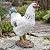 Elenon Farmhouse Rooster Statue Outdoor Garden Decor, Realistic Chicken Figurine with Hand-Painted Details, Resin Farm Animals Collection Decoration Ornament for Yard Patio Lawn Backyard
