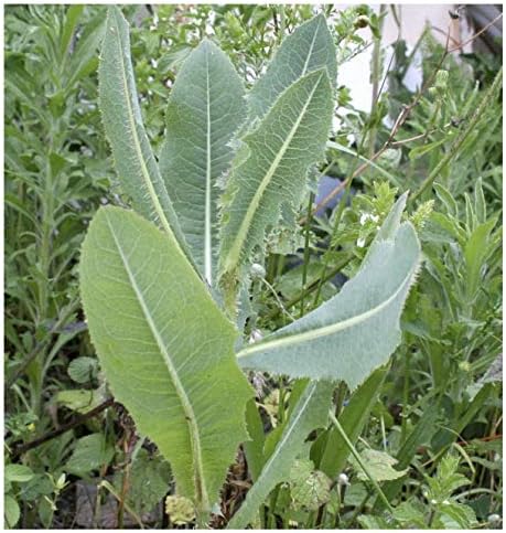 Earthcare Seeds Wild Lettuce 50 Seeds (Lactuca virosa) Heirloom - Non GMO - Open Pollinated